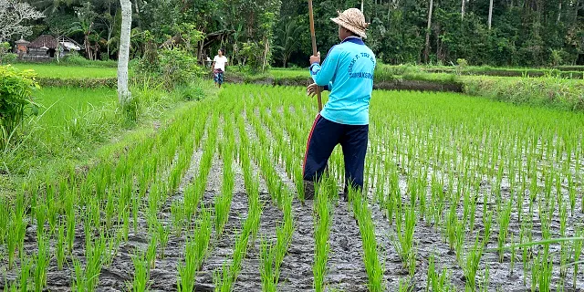 Agricultural workers on a farm in Malaysia